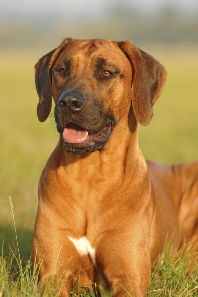 rhodesian ridgeback