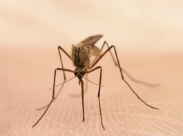 zika and pets, can my pet get the zika virus, dog and zika virus