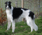 Borzoi