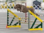 Weimaraner_ascending_spread_jump