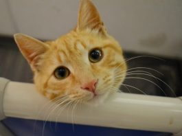 Kitten survives house fire