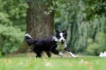 border-collie-