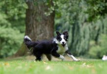 border collie, fastest dog breeds