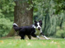 border collie, fastest dog breeds