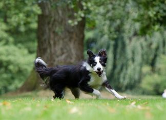 border collie, fastest dog breeds