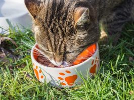 cat food review