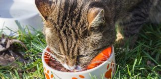 cat food review