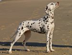 dalmatian-568649_1280