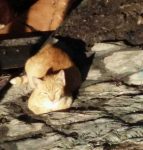 kitten on burnt mattress