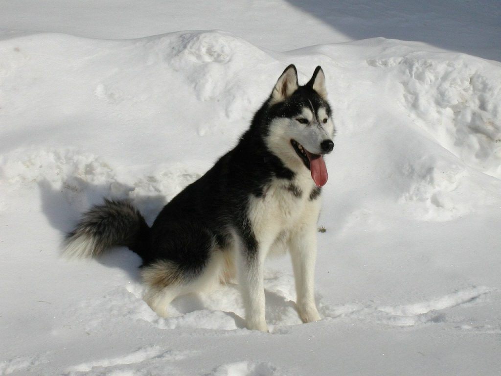 siberian-husky-291721_1280