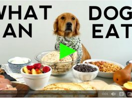 table scraps for dogs, what can dogs eat