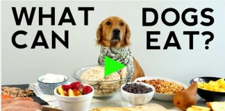 table scraps for dogs, what can dogs eat