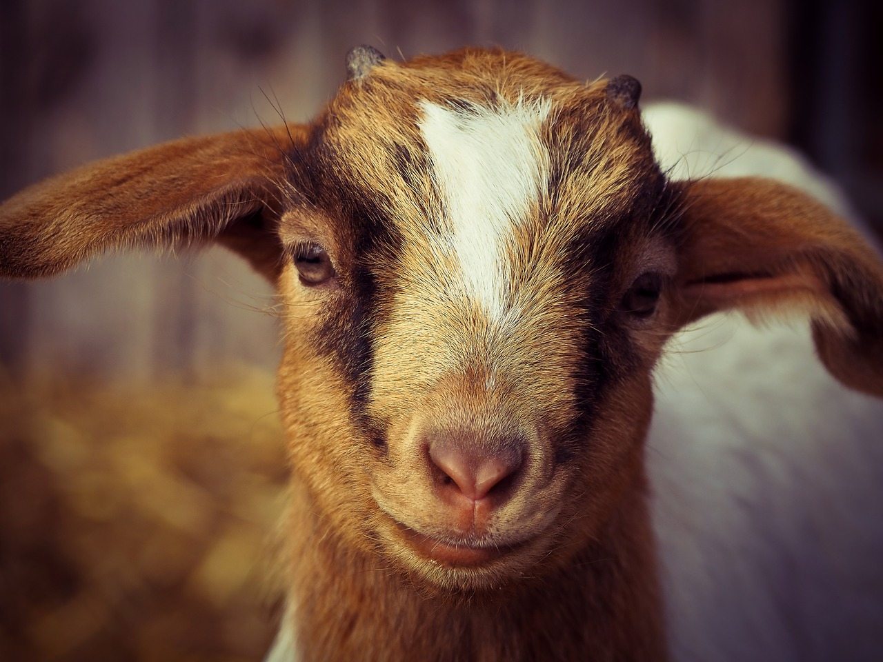 animal-laws-goat-wagbrag-pet-wellness-health-rescue-and-adoption