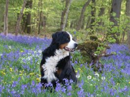 earthday, recycle, going green, dogs