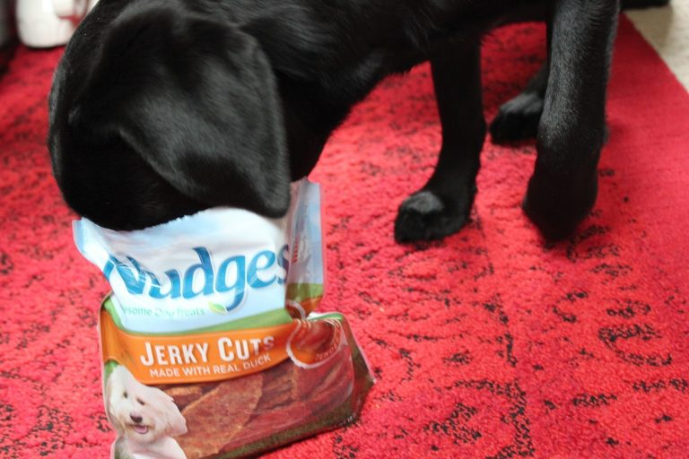 The Joys of Giving a Dog Treat Nudges Review