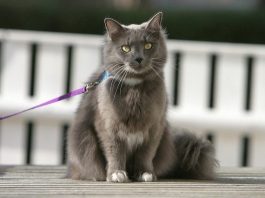 training cat to walk on leash, leash training a cat, walkikng a cat