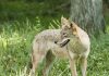 coyote, coyote and pet, dog safety around coyotes