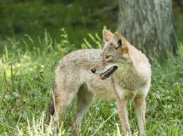 coyote, coyote and pet, dog safety around coyotes