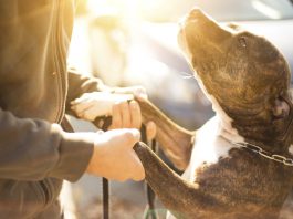 dog reunited with owner, dog video, finacial assistances for pet owners