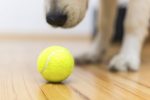 Part of dog playing with ball