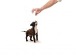 Pit bull puppy waiting for a treat