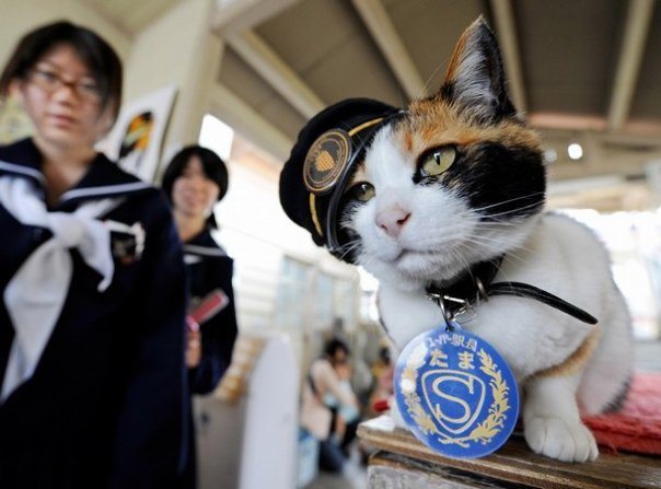 cats with jobs, tama the cat