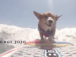dog surfing