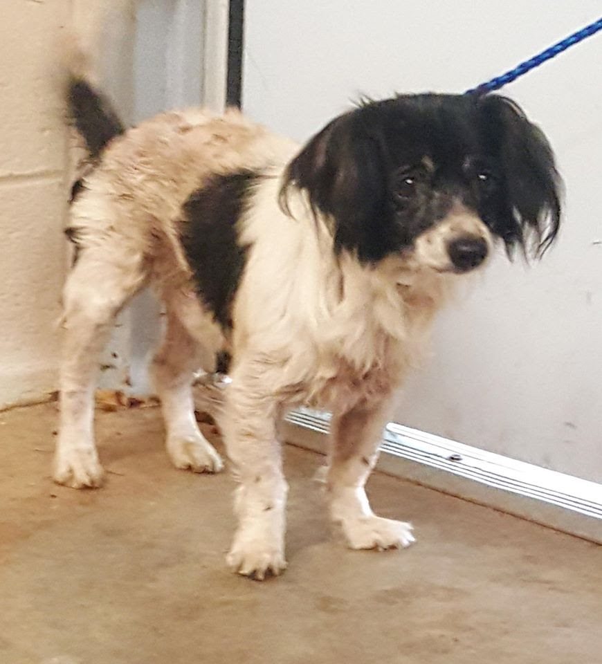 clayton county animal shelter, dog rescue