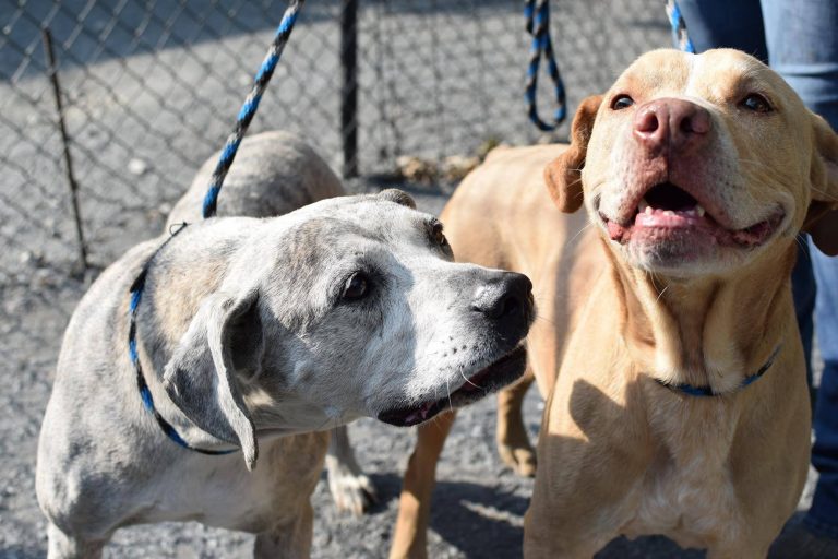 Bonded Senior Dogs At Risk Of Being Separated In County Animal Shelter