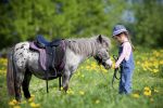 A horse and a child in a field