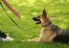service dog facts, training a service dog