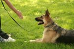 A German Shepherd dog on the grass