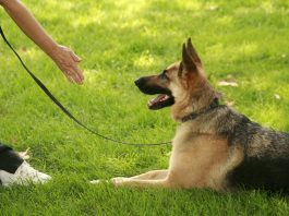 service dog facts, training a service dog
