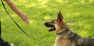 service dog facts, training a service dog