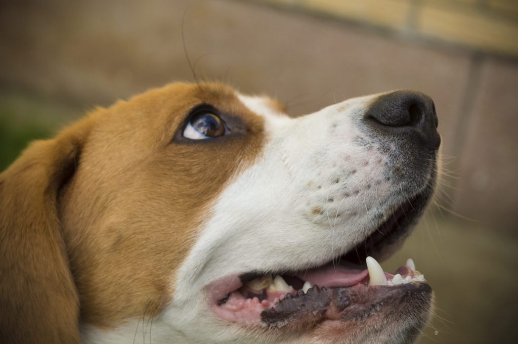 service dog facts, seizure alert dogs