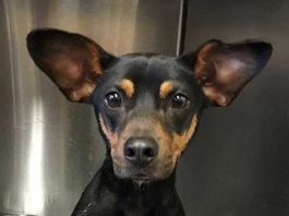 clayton county animal shelter, dog rescue