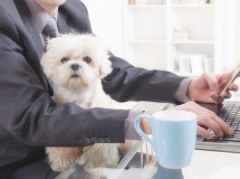 pet friendly office, bring dog to work