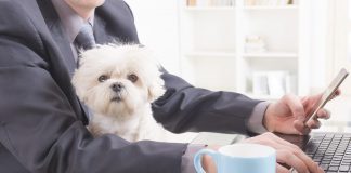 pet friendly office, bring dog to work