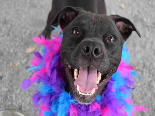 dog smiling, homeless dog smiling, smiling dogs