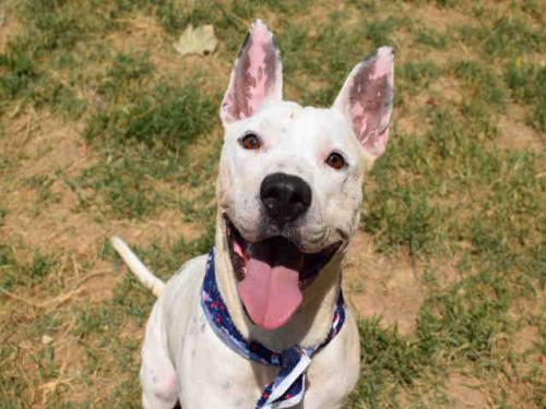 dog smiles, dogs smiling, homeless dogs smiling