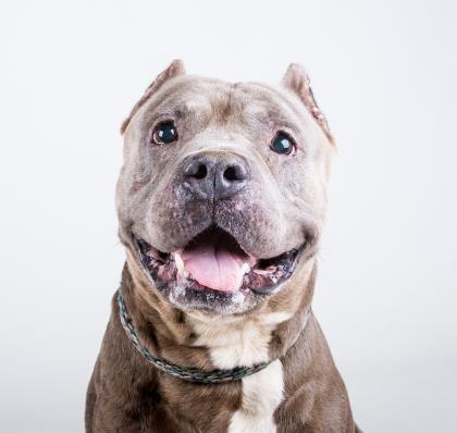 homeless dogs smiling, smiling dogs, 