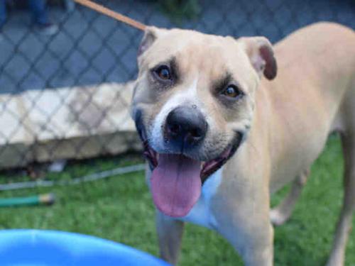 homeless dogs smiling, smiling dogs