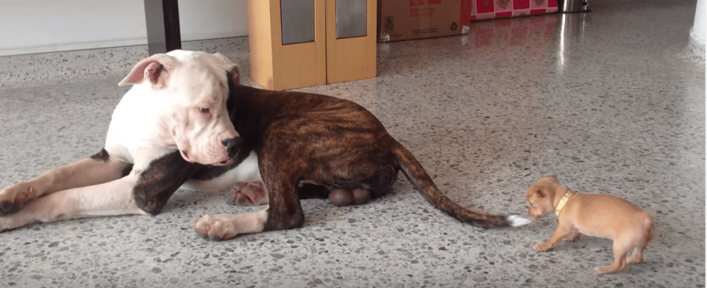 bulldog vs chihuahua