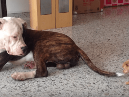 bulldog vs chihuahua