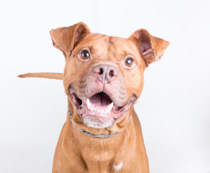 homeless dogs smiling, smiling dogs