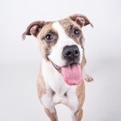 homeless dog smiles, smiling dogs