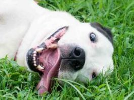 homeless dogs smiling, smiling dogs