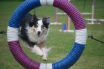 Aussie in Hoop