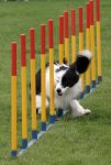 dog-agility-weave-poles