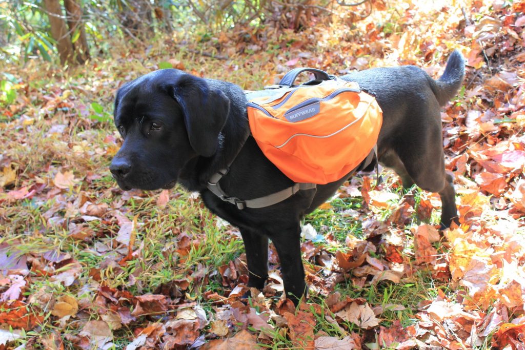 train dog to wear backpack, dog backpack, ruffwear backpack